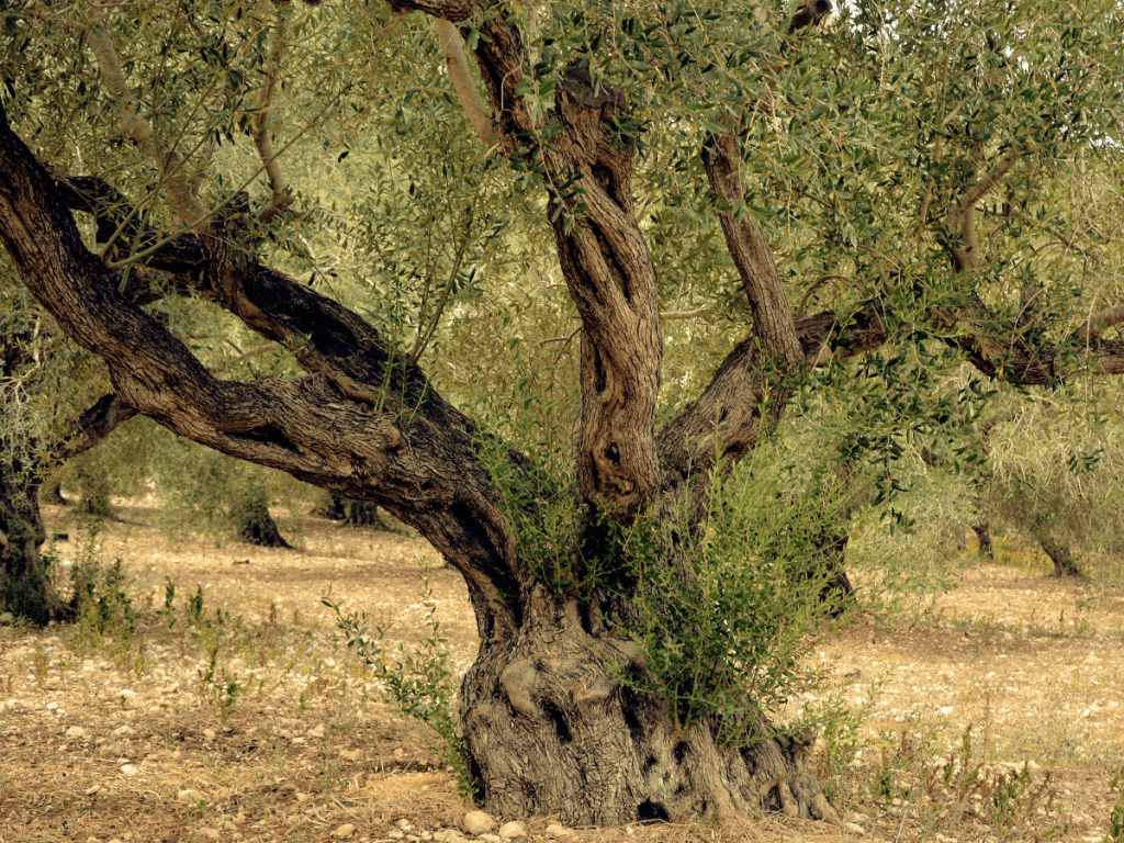 Πεπτόνη_Ελιά